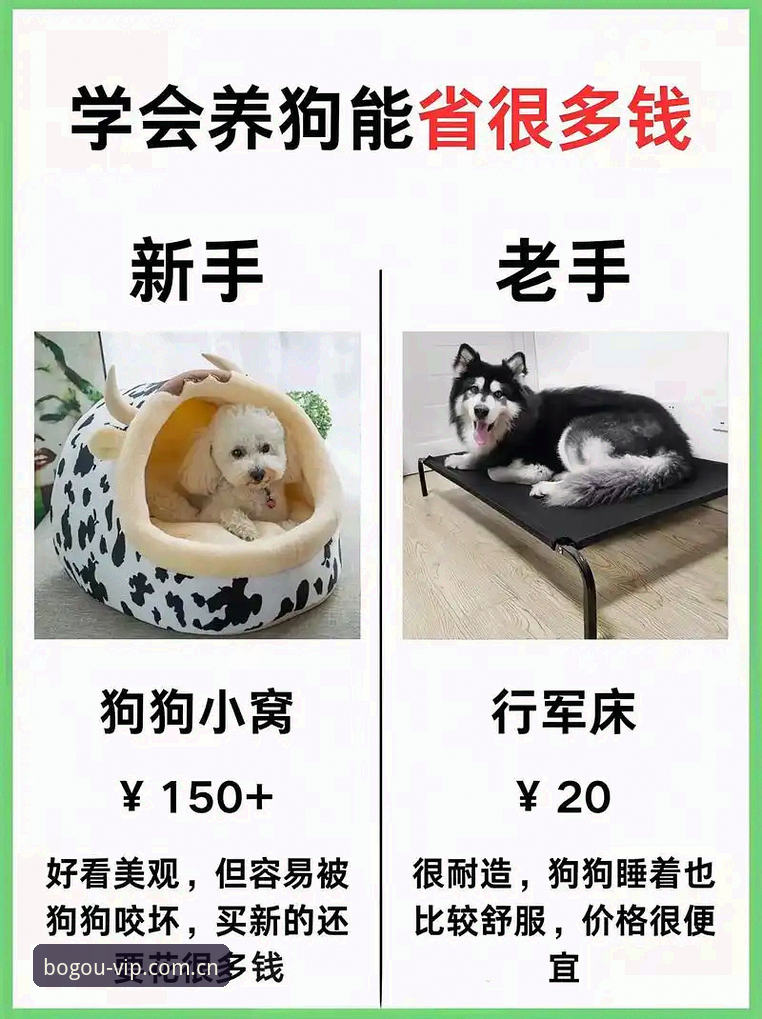 博狗网平台实用指南：老玩家分享必备知识与经验心得