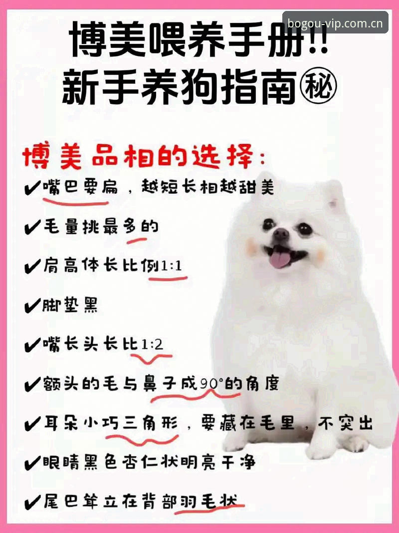 博狗网平台新手完整指南：从官方入口到博狗APP最新版的进阶之路