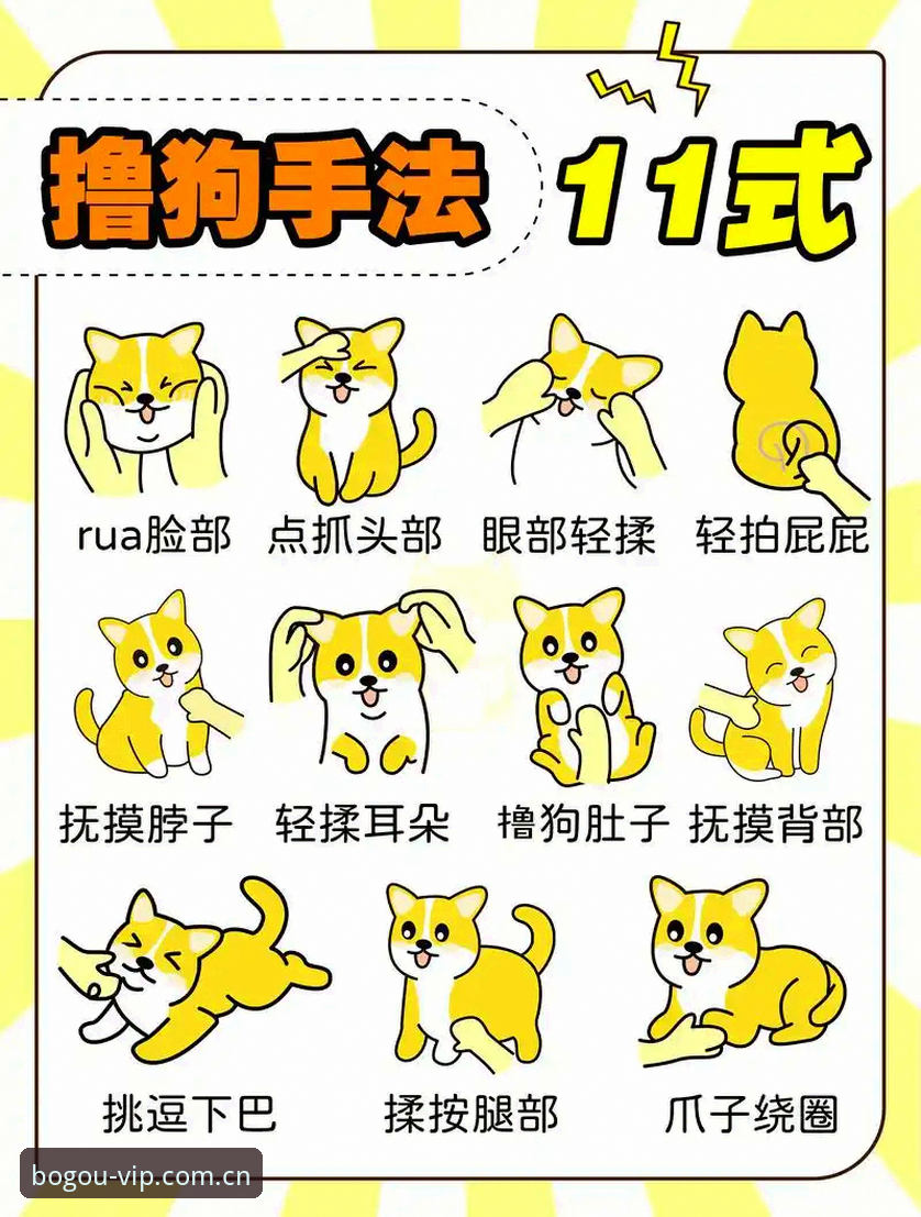 博狗网平台使用体验：5个让新手快速上手的实用技巧