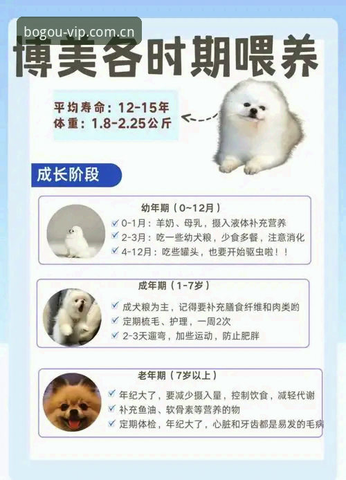揭秘博狗网最新版v2.0.8：新手必看的实用指南与隐藏细节