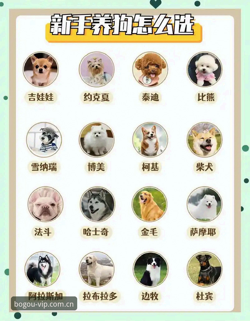 博狗网官方入口vs博狗APP下载：哪个更适合你的娱乐需求？全面对比与选择指南